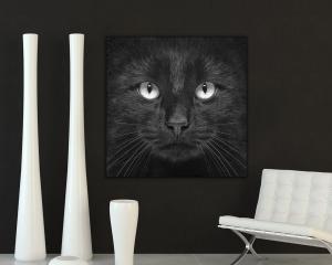Quadro su tela ARTE 50x50cm BLACK CAT del brand Lupia, categoria: Arredo e decorazioni > Quadri e Tele > Quadri bianco e nero.