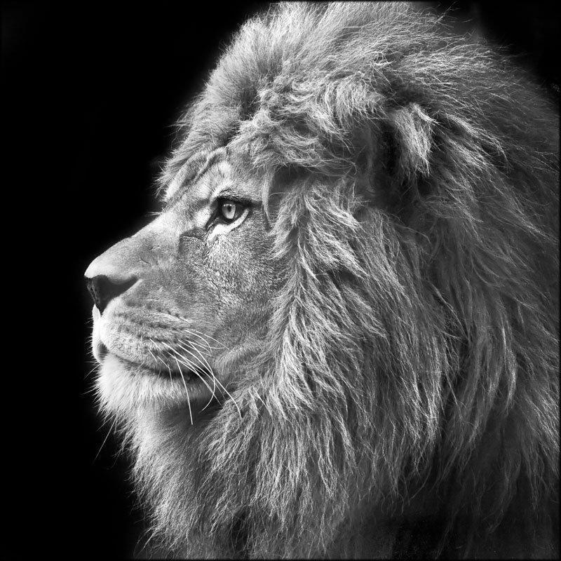 Quadro su tela ARTE 100X100 cm THE LION del brand Lupia, categoria: Arredo e decorazioni > Quadri e Tele > Quadri bianco e nero, disponibile su Vorreishop.