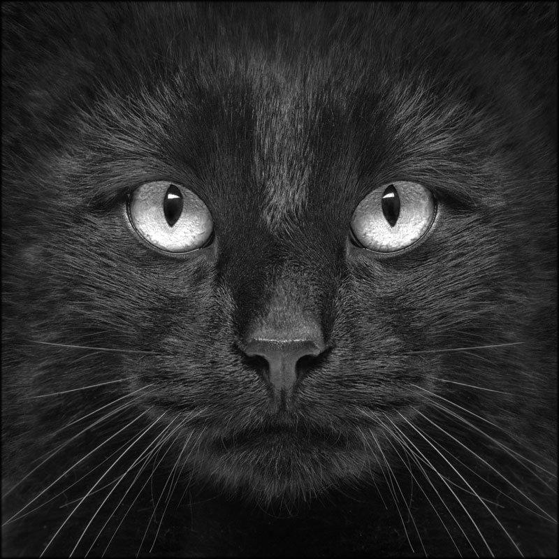 Quadro su tela ARTE 50x50cm BLACK CAT del brand Lupia, categoria: Arredo e decorazioni > Quadri e Tele > Quadri bianco e nero, disponibile su Vorreishop.