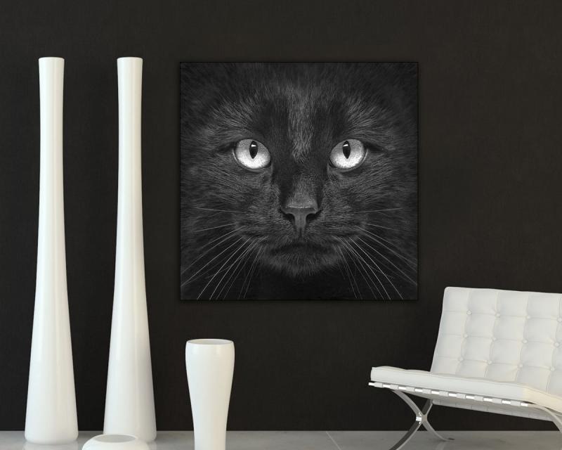 Quadro su tela ARTE 50x50cm BLACK CAT del brand Lupia, categoria: Arredo e decorazioni > Quadri e Tele > Quadri bianco e nero.
