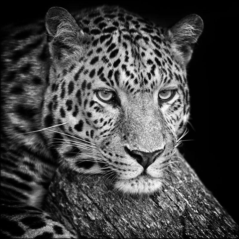 Quadro su tela ARTE 50x50cm LEOPARD del brand Lupia, categoria: Arredo e decorazioni > Quadri e Tele > Quadri bianco e nero, disponibile su Vorreishop.