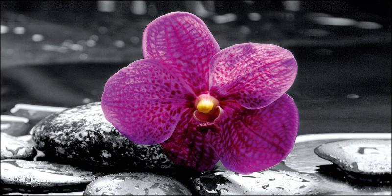 Quadro su tela canvas DEEP 62X115 ORCHID IN BLACK del brand Lupia, categoria: Arredo e decorazioni > Quadri e Tele > Quadri su tela, disponibile su Vorreishop.