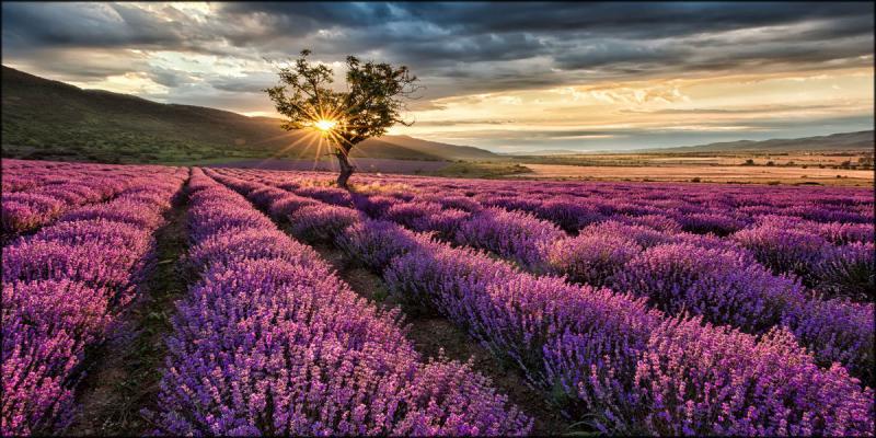 Quadro su tela canvas DEEP 77X143 LAVENDER GARDEN del brand Lupia, categoria: Arredo e decorazioni > Quadri e Tele > Quadri su tela, disponibile su Vorreishop.